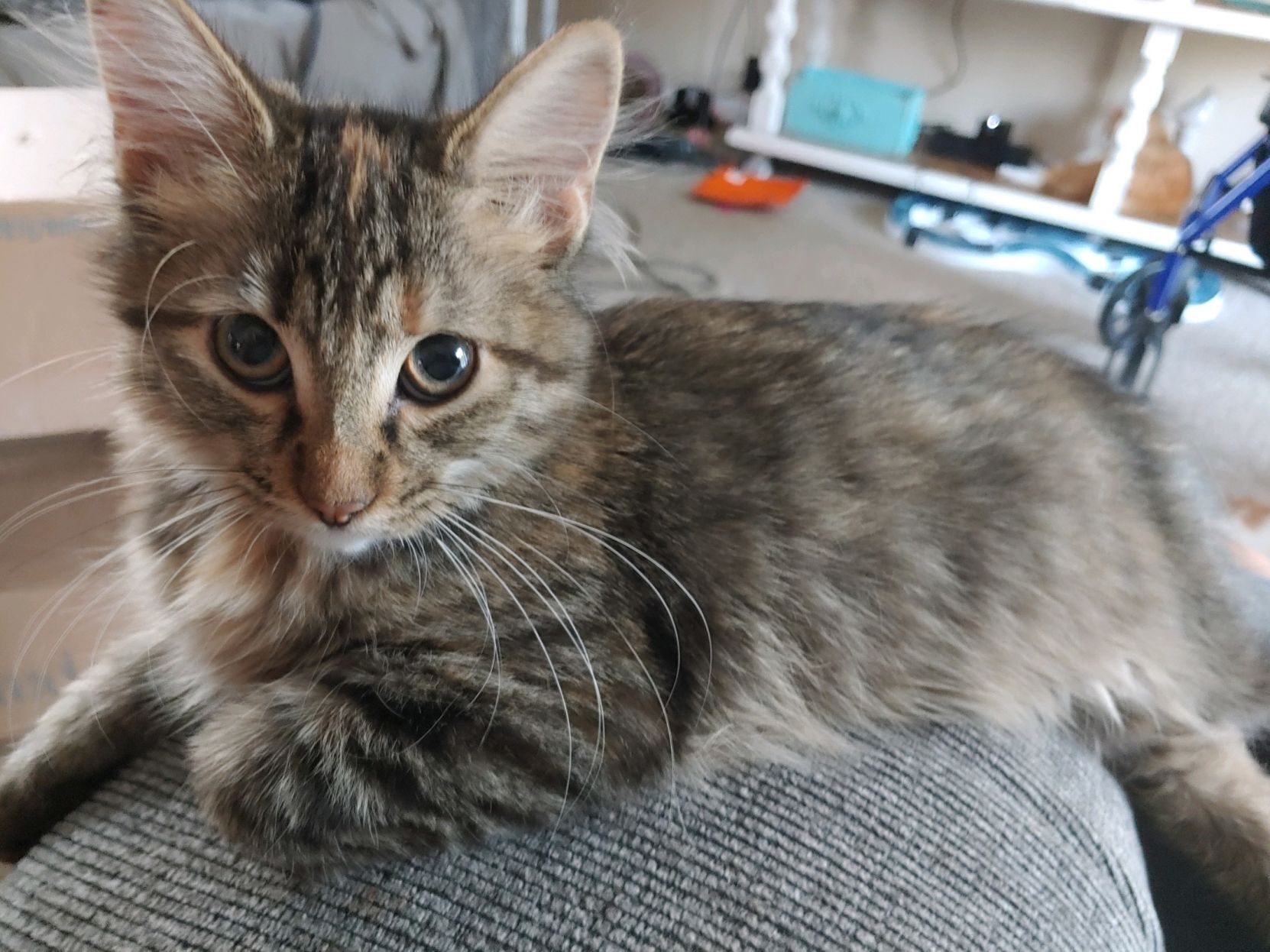 Little Miss.jpg